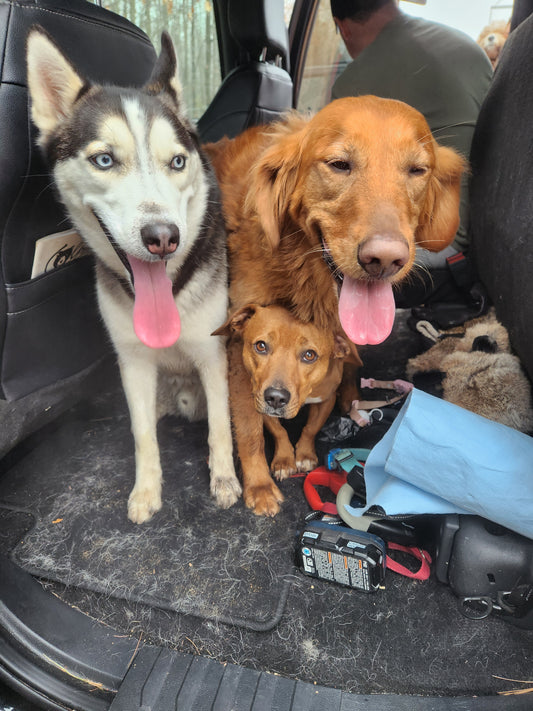 About 3 Dog Nite Creations and listed items